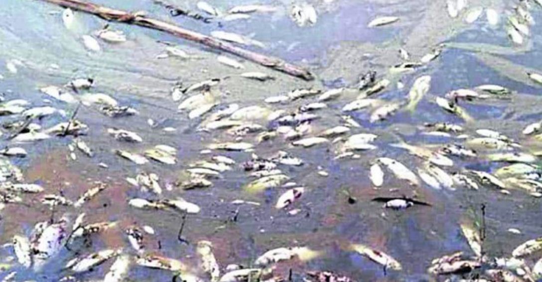 कृषि फर्मको माछा पोखरीमा विष, माछा मरे 